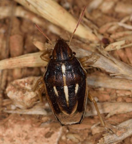 Réf. 260 915 : Aelia albovittata